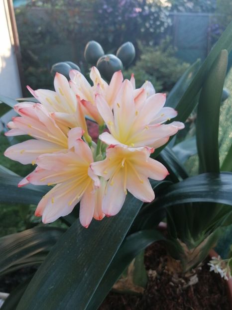  - CLIVIA