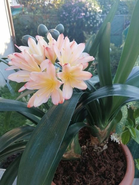  - CLIVIA