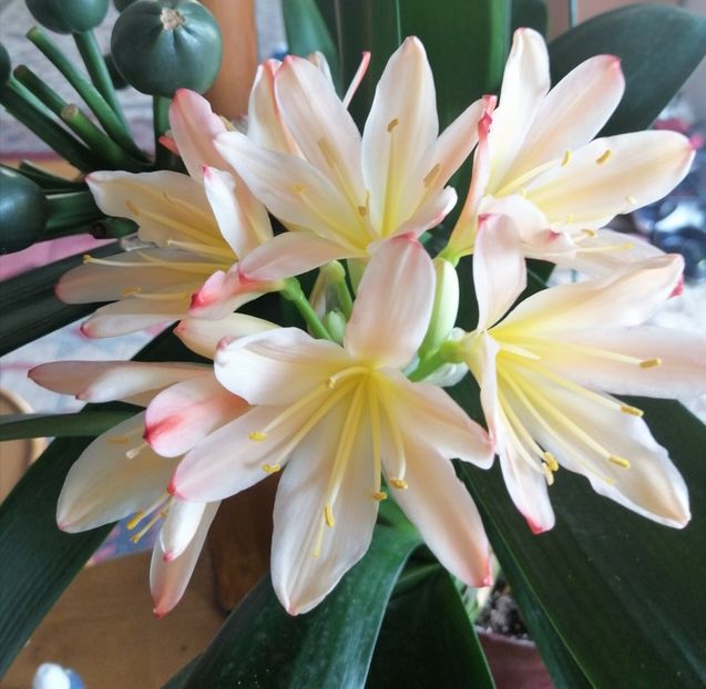  - CLIVIA