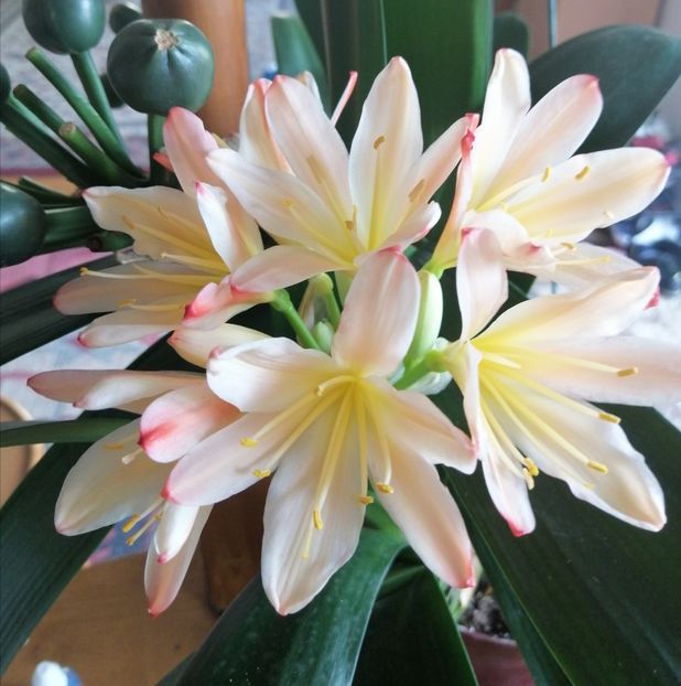 - CLIVIA