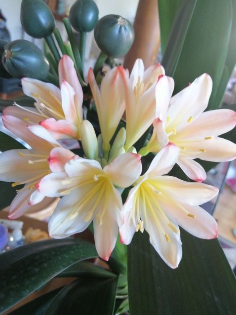  - CLIVIA