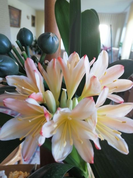  - CLIVIA
