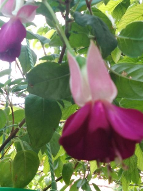 Eva boerg - My Fuchsia Collection