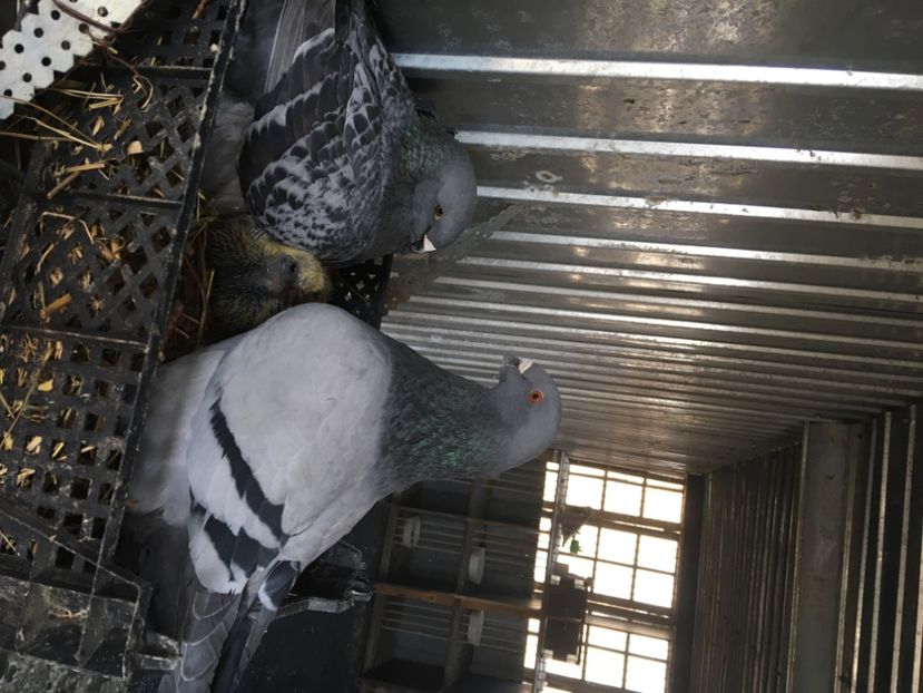 0714F04A-E254-47A7-B03E-8A392A887C47 - Porumbei vanduti 2017-2025