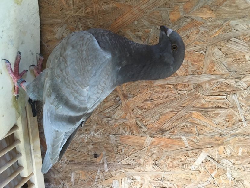 F96B0B03-1148-40B3-B912-F1994549552C - Porumbei vanduti 2017-2025