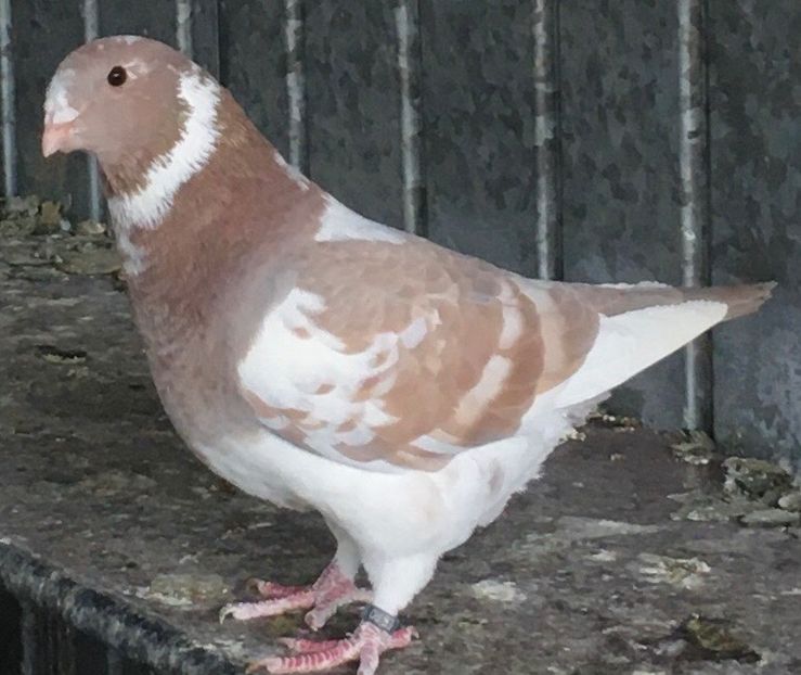 B843EBB5-B0E3-42A7-BCB9-8A554459F21A - Porumbei vanduti 2017-2025