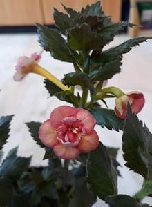  - 0001 2022 - Amelia Vitorino