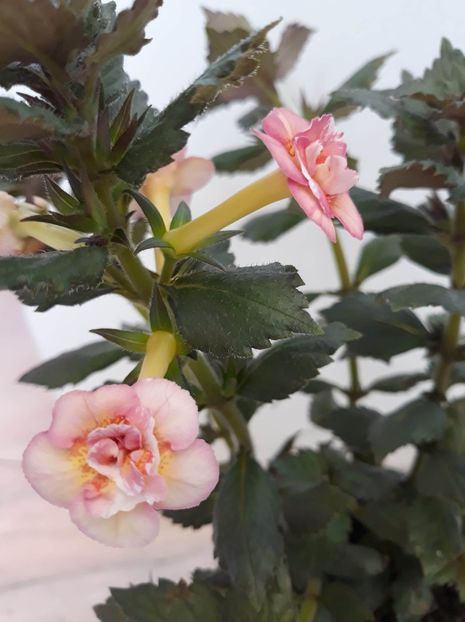  - 0001 2022 - Amelia Vitorino