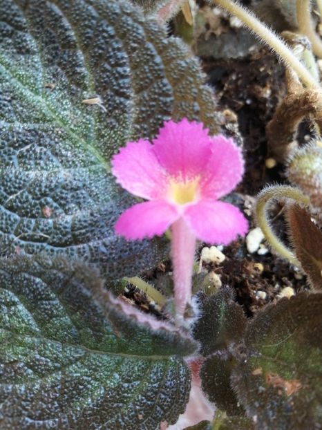 Dori's Golden Glitter - Episcia