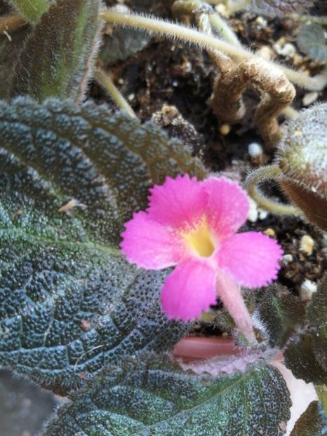  - Episcia