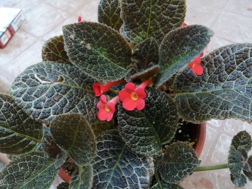 Tiger Stripe - Episcia