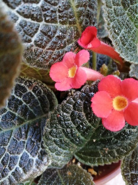  - Episcia