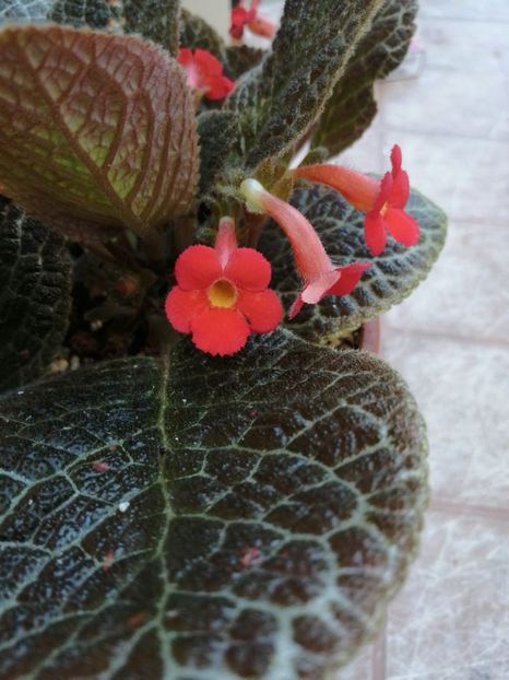  - Episcia