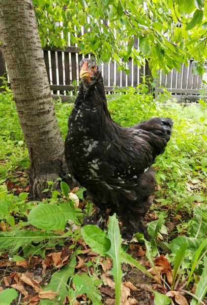  - Brahma potarnichiu albastru silver Orange bobat si HI