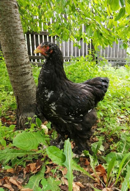  - Brahma potarnichiu albastru silver Orange bobat si HI