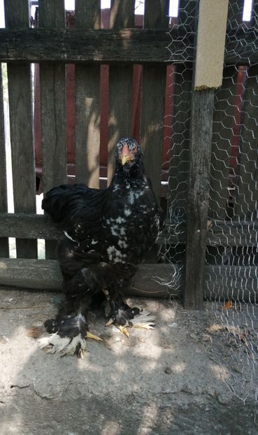  - Brahma potarnichiu albastru silver Orange bobat si HI