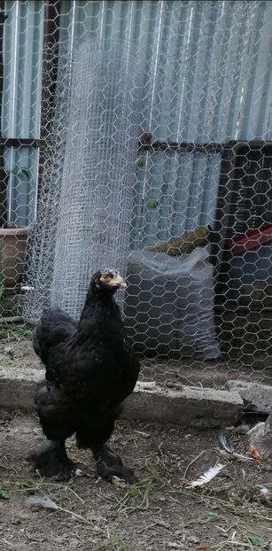  - Brahma potarnichiu albastru silver Orange bobat si HI