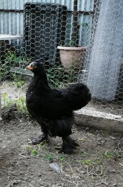  - Brahma potarnichiu albastru silver Orange bobat si HI