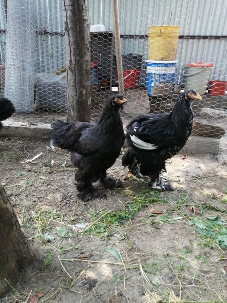 - Brahma potarnichiu albastru silver Orange bobat si HI