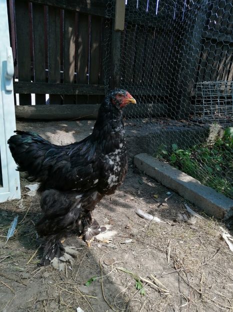 - Brahma potarnichiu albastru silver Orange bobat si HI