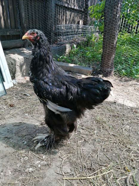  - Brahma potarnichiu albastru silver Orange bobat si HI