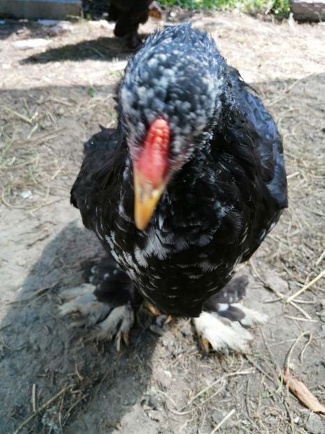  - Brahma potarnichiu albastru silver Orange bobat si HI