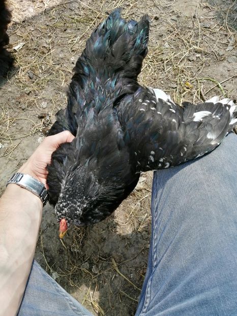  - Brahma potarnichiu albastru silver Orange bobat si HI