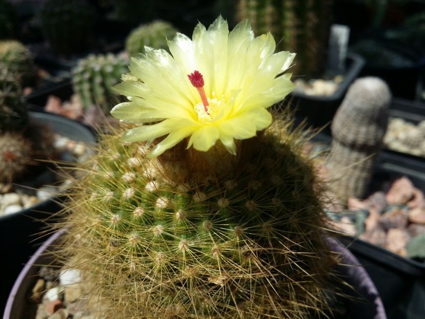  - cactusi 2020