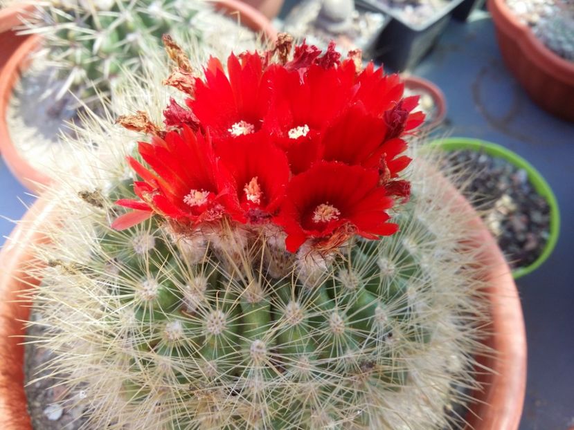  - cactusi 2020