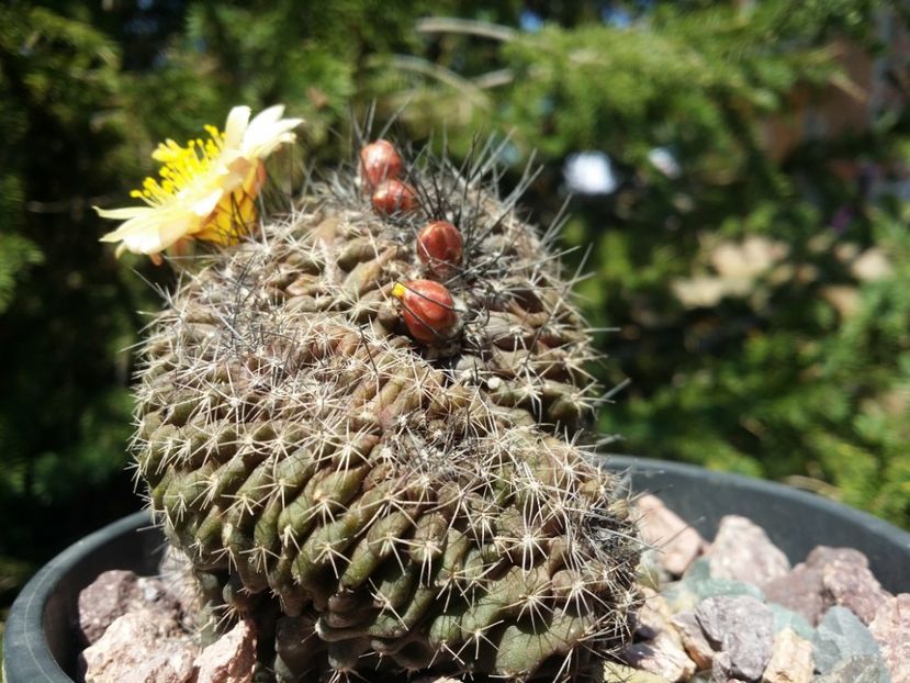  - cactusi 2020