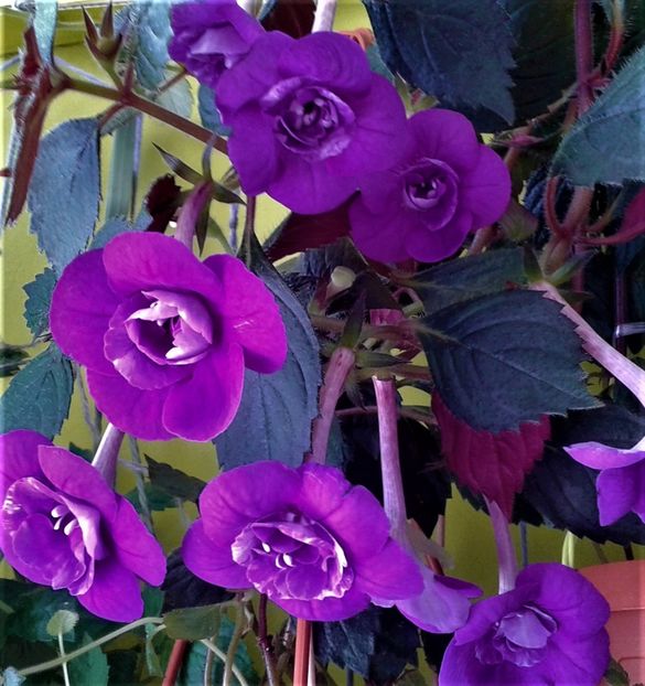  - 0000 ACHIMENES