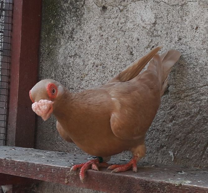 F  - 8 luni - Carunculați 2020