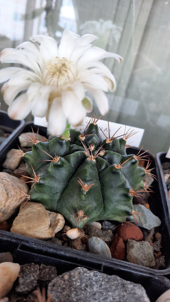 21.07.2020 - Gymnocalycium damsii