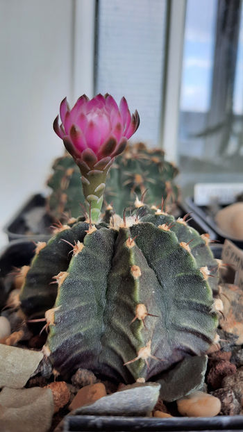 21.07.2020 - Gymnocalycium friedrichii