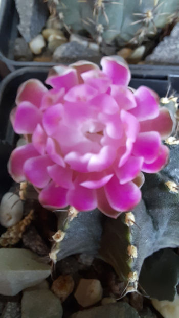 21.07.2020 - Gymnocalycium friedrichii