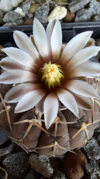 21.07.2020 - Gymnocalycium stellatum