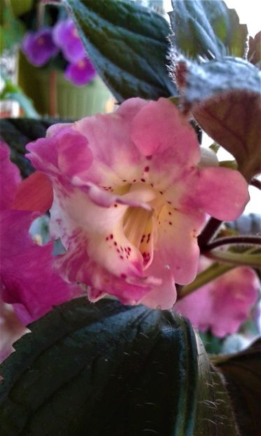  - Achimenes Nia 2020