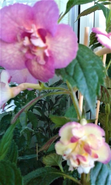  - Achimenes Nia 2020