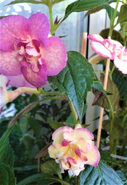  - Achimenes Nia 2020