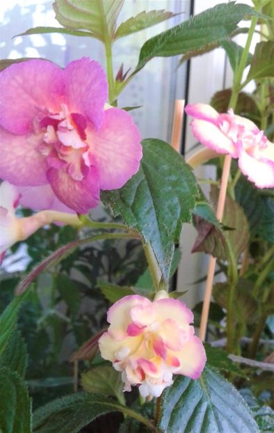  - Achimenes Nia 2020