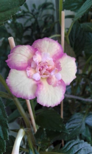  - Achimenes Nia 2020