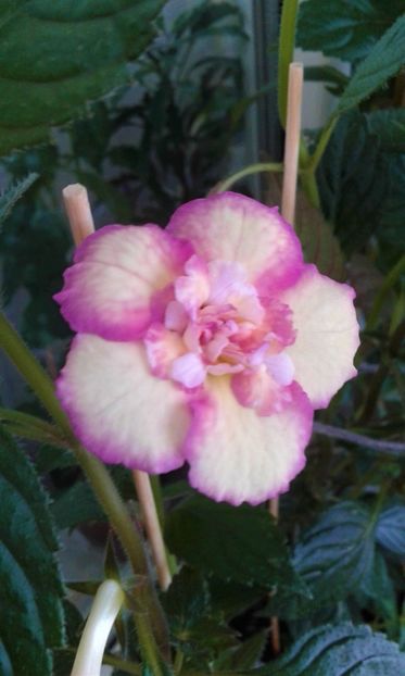  - Achimenes Nia 2020