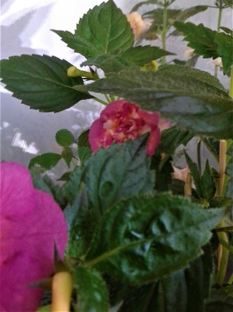 Super frumosa, dar,nu o pot deraja:))))))))) - Achimenes Nia 2020