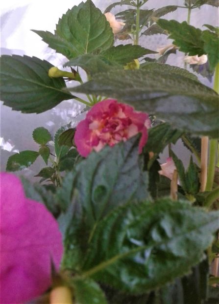  - Achimenes Nia 2020