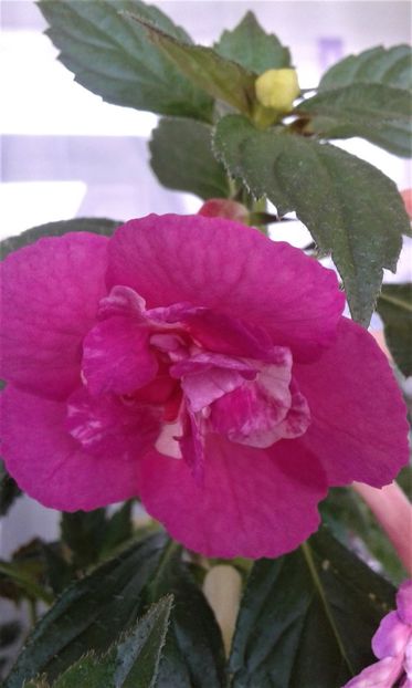  - Achimenes Nia 2020