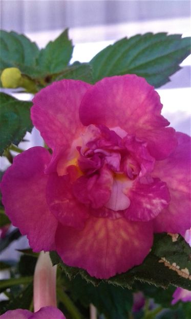  - Achimenes Nia 2020