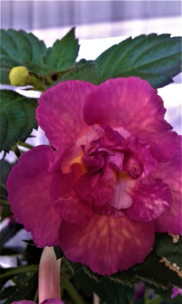  - Achimenes Nia 2020