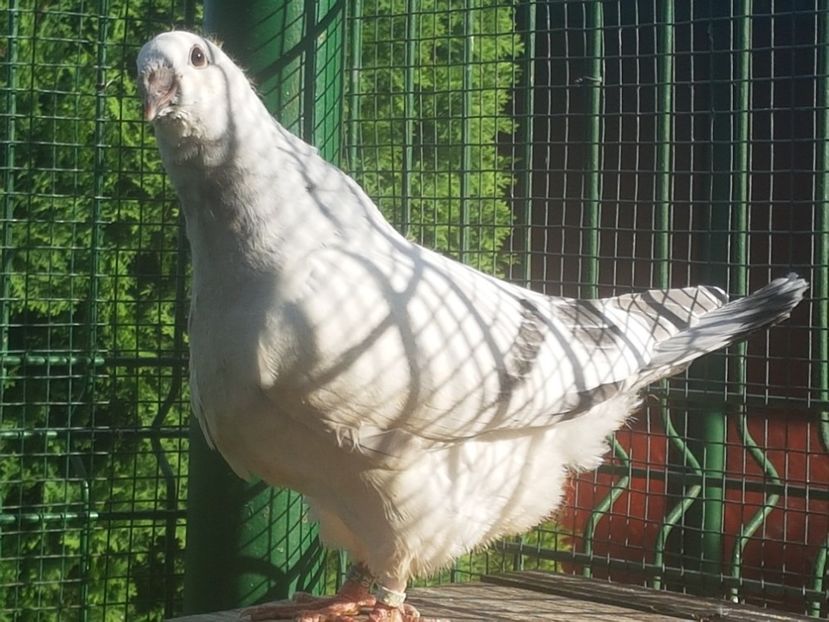  - 0-VRdF-TINERET-2020