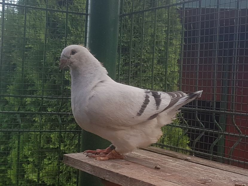 M-8832-20 - 0-VRdF-TINERET-2020