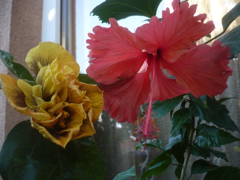 P1450085 - HIBISCUSI 2020-2